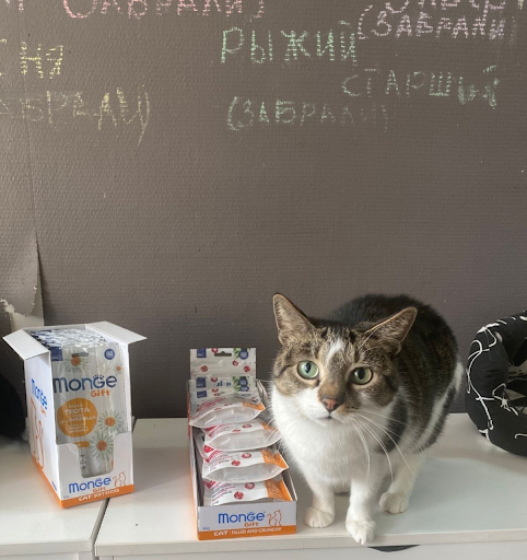 Фотография кота из приюта «Мурпатруль», рядом с ним можно рассмотреть корм Монж, который производитель подарил приюту